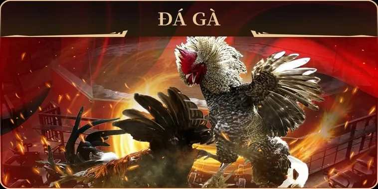 Hướng Dẫn Cách Chơi Đá Gà GA28 Tại ABC8 Chi Tiết Cho Người Mới