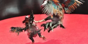 Bí Kíp Cách Chơi Đá Gà Sabong Tại ABC8 Luôn Thắng Từ Cao Thủ