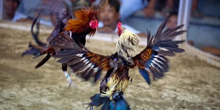 Bí Kíp Cách Chơi Đá Gà Sabong Tại ABC8 Luôn Thắng Từ Cao Thủ